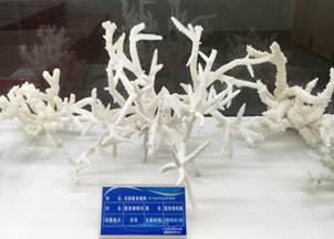 说明:L:\伟德国际源自英国宣传片素材\伟德国际源自英国2016微信公众号推送文件\照片\南海珊瑚礁生物标本馆以及部分科考展品-2.jpg